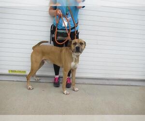 Australian Shepherd-Boxer Mix Dogs for adoption in Louisville, KY, USA