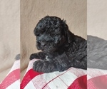 Small Photo #1 ShihPoo Puppy For Sale in CANON CITY, CO, USA