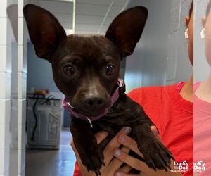 Chihuahua-Unknown Mix Dogs for adoption in Washington, DC, USA