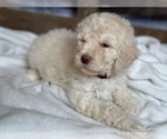 Small #7 Aussiedoodle-Poodle (Standard) Mix