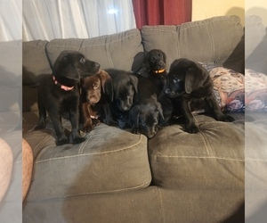 Labrador Retriever Puppy for Sale in KANSAS CITY, Kansas USA