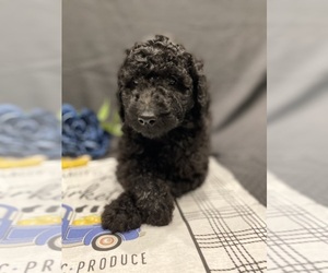 Goldendoodle Puppy for sale in DUNCAN, NC, USA