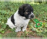Small Photo #6 Pyredoodle Puppy For Sale in WESTFIELD, WI, USA