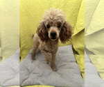 Small Poodle (Miniature)