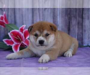 Shiba Inu Puppy for sale in FREDERICKSBG, OH, USA