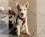 Small #2 Wire Fox Terrier