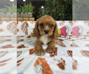 Cavalier King Charles Spaniel Puppy for sale in GREENFIELD, IN, USA