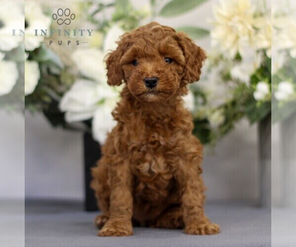 Medium Photo #2 Goldendoodle (Miniature) Puppy For Sale in EAST EARL, PA, USA