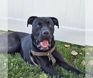 Labrador Retriever-Unknown Mix Dogs for adoption in Fargo, ND, USA