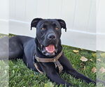 Small Labrador Retriever Mix