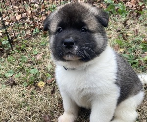 Akita Puppy for sale in DENTON, MD, USA