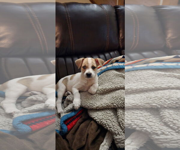 Medium Photo #1 Chiweenie Puppy For Sale in Ball Ground, GA, USA