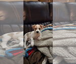 Small Chiweenie