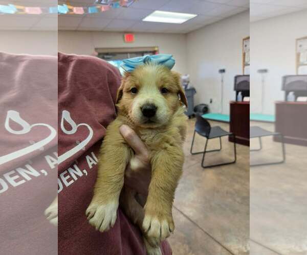 Medium Photo #1 Goldendoodle Puppy For Sale in SHERBURNE, NY, USA