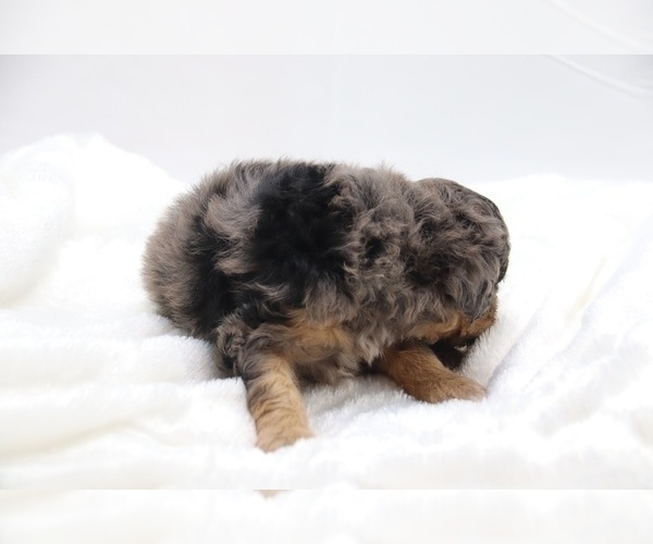 Medium Photo #10 Cockapoo Puppy For Sale in RIPLEY, TN, USA