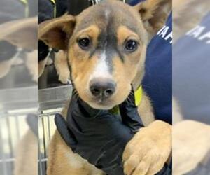 German Shepherd Dog-Unknown Mix Dogs for adoption in Visalia, CA, USA