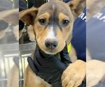 Small German Shepherd Dog Mix