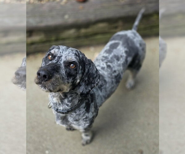 Medium Photo #5 Australian Shepherd-Unknown Mix Puppy For Sale in Woodsfield, OH, USA