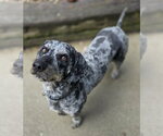 Small #4 Australian Shepherd Mix