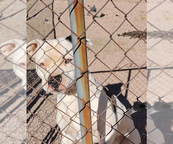 Medium Photo #2 American Bulldog-Staffordshire Bull Terrier Mix Puppy For Sale in Chandler, AZ, USA