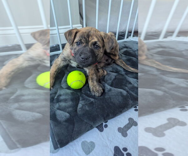 Medium Photo #2 American Staffordshire Terrier-Staffordshire Bull Terrier Mix Puppy For Sale in Brewster, NY, USA