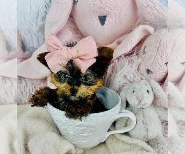 Medium Photo #2 Yorkshire Terrier Puppy For Sale in MIAMI BEACH, FL, USA