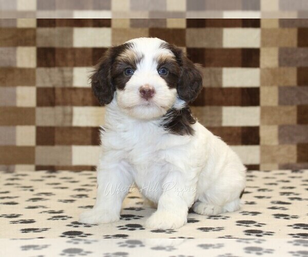Medium Photo #1 Bernedoodle (Miniature) Puppy For Sale in DENVER, PA, USA