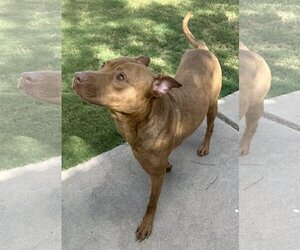 American Pit Bull Terrier-Labrador Retriever Mix Dogs for adoption in Phoenix, AZ, USA