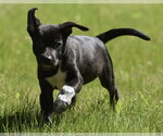 Small #1 Shepweiller