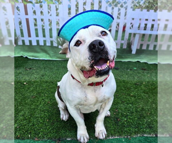 Medium Photo #3 Mutt Puppy For Sale in Long Beach, CA, USA