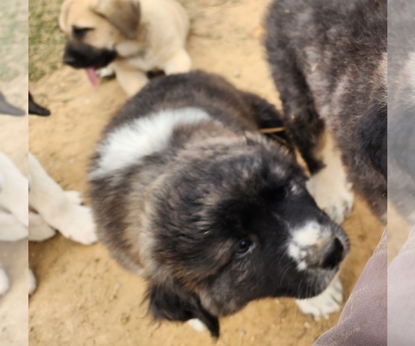 Medium Photo #28 Anatolian Shepherd Puppy For Sale in CUMBY, TX, USA