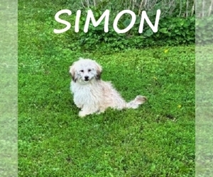 Shih-Poo Puppy for sale in HARTLAND, MN, USA