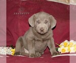 Small Photo #1 Labrador Retriever Puppy For Sale in STEWARTSTOWN, PA, USA