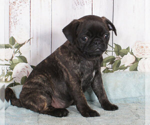 Buggs Puppy for sale in PENNS CREEK, PA, USA