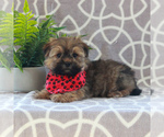 Small Photo #4 Maltipoo Puppy For Sale in GORDONVILLE, PA, USA