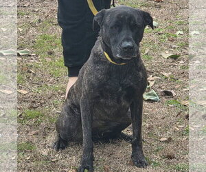PYPER LOWER FEE - Female Mutt Dog for Adoption - Photo #2