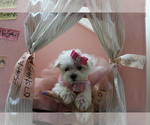Small #19 Maltese