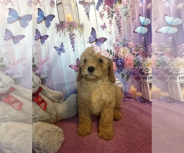 Medium Photo #1 Goldendoodle mix (+ Poodle Miniature) Puppy For Sale in BUSHNELL, FL, USA