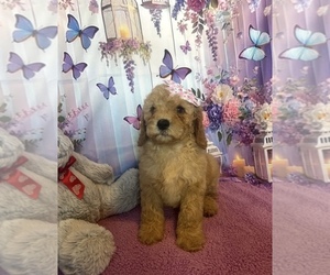 Goldendoodle mix (+ Poodle Miniature) Puppy for sale in BUSHNELL, FL, USA