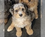 Small Photo #1 Miniature Bernedoodle Puppy For Sale in ALVATON, KY, USA