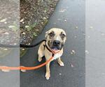 Small #1 Mutt