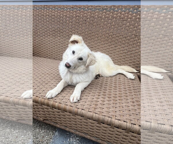 Medium Photo #2 Great Pyrenees-Retriever  Mix Puppy For Sale in Coldwater, MI, USA