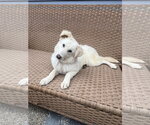 Small #1 Great Pyrenees-Retriever  Mix