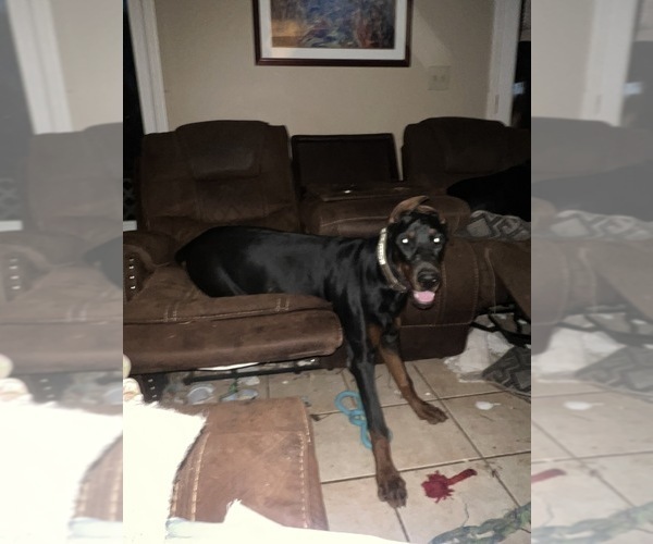 Medium Photo #17 Doberman Pinscher Puppy For Sale in SUMMERFIELD, NC, USA