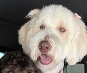 Mother of the Labradoodle puppies born on 05/17/2026