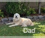 Small Photo #1 Great Pyrenees Puppy For Sale in DANVILLE, AL, USA