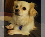 Small #2 Pekingese Mix