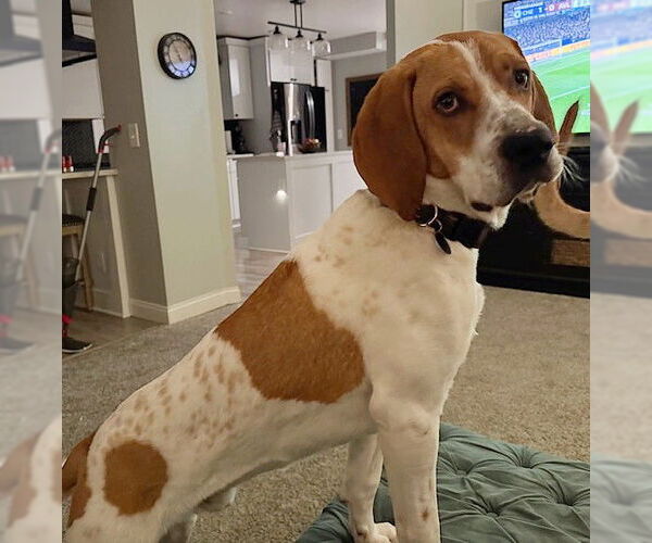 Medium Photo #2 Mutt Puppy For Sale in Genesee, WI, USA