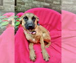 Small Canaan Dog-Jack Russell Terrier Mix