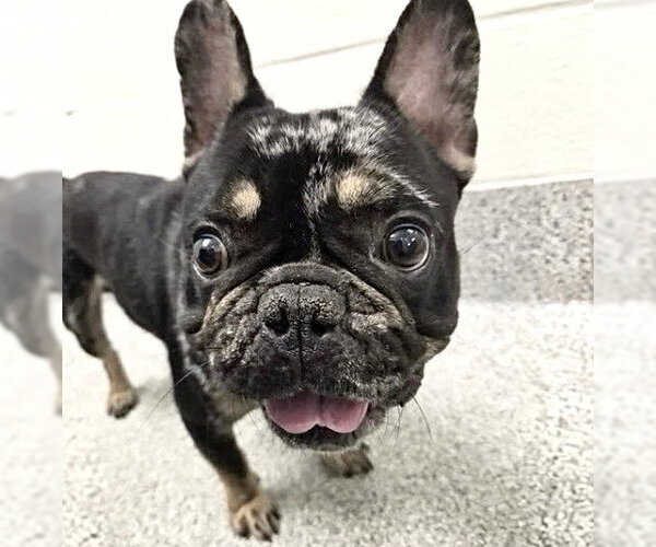 Medium Photo #1 French Bulldog-Unknown Mix Puppy For Sale in Houston, TX, USA